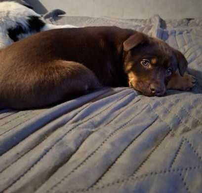 Oddam pieski w dobre ręce