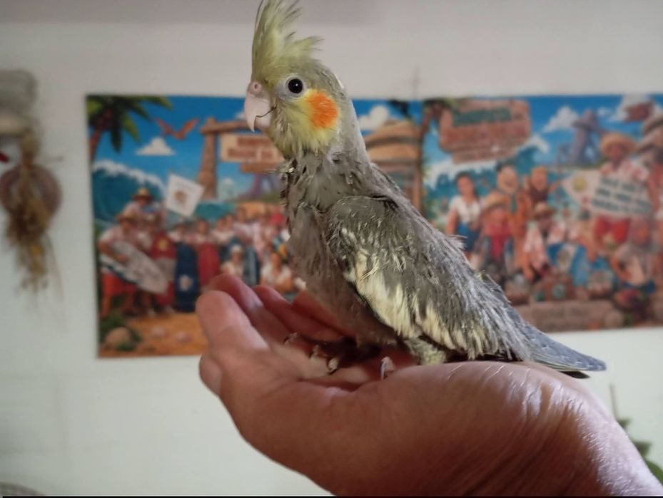 Aves disponíveis, roseicollis, periquitos de várias mutações, caturras, periquitos ingleses,rolas diamante, mandarins, aves criadas à mão, caturras.
