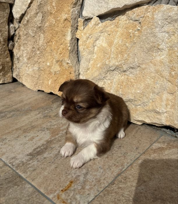 Chihuahua miniatura