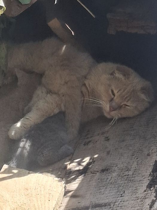 Кошенята від вісловухої рижої мами