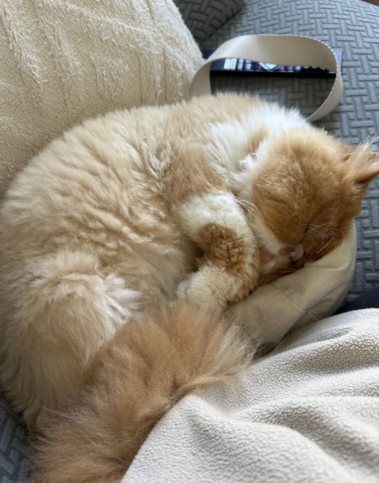 Passeios para cães e Pet Sitting (Primeira visita gratuita)