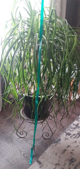 Бокарнея Нолина пляшкове дерево