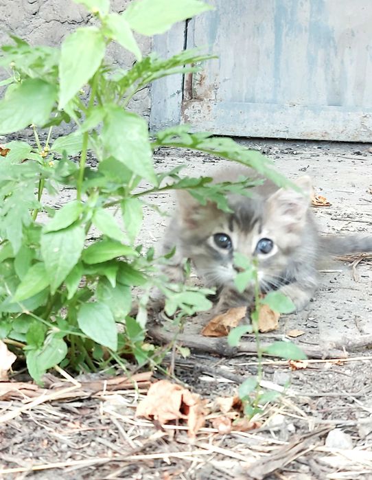 Прилаштовуються кошенята
