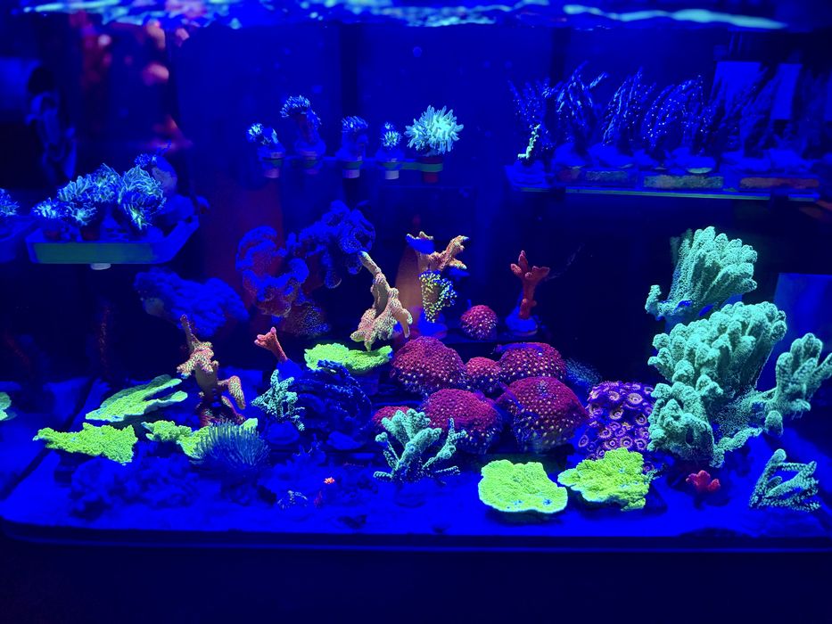 Zoanthus rasta - akwarium morskie