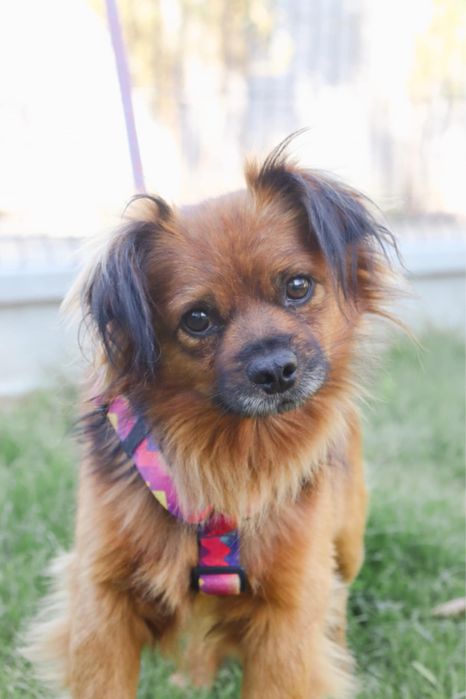 Dropsik rozglada sie za domem na zawsze