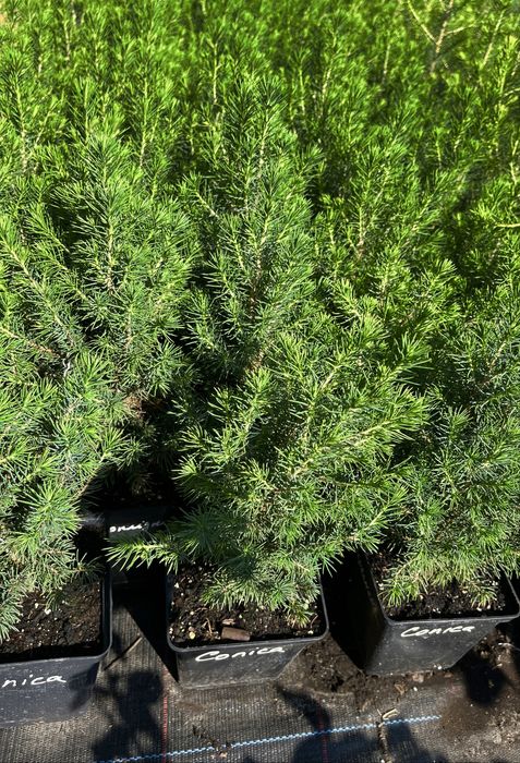 Саджанці вічнозелених хвойних декоративних рослин, гортензій і ягідних