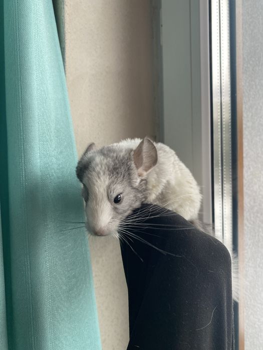 Sprzedam szynszyla samczyk gotowy do odbioru