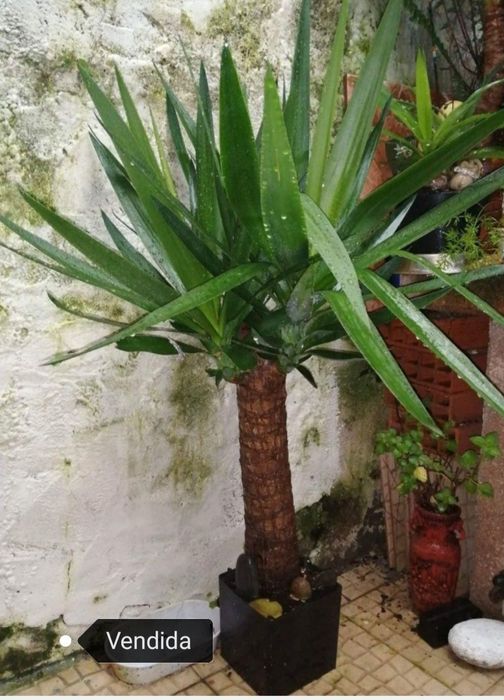 Palmeiras Yucca com tronco grosso /fino.