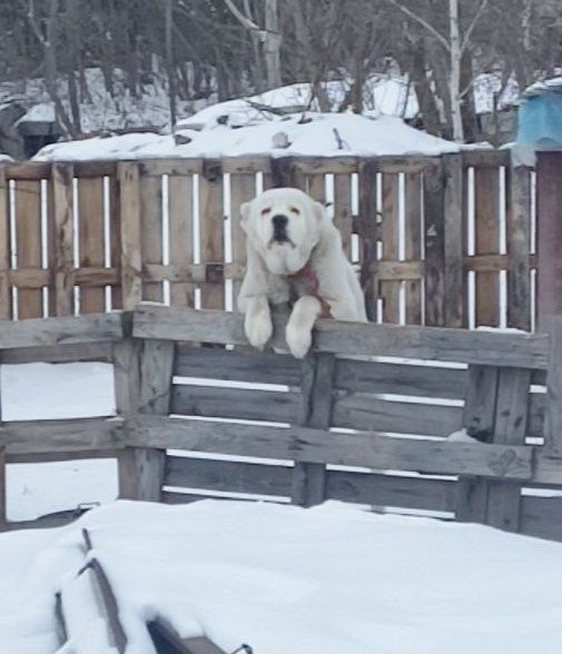 Алабай в добрі руки