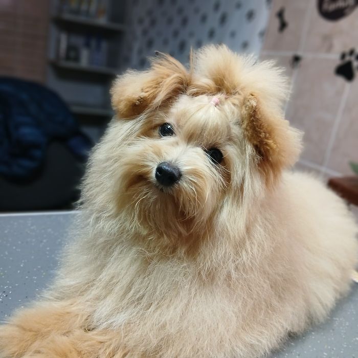 Pomapoo чудова дівчинка