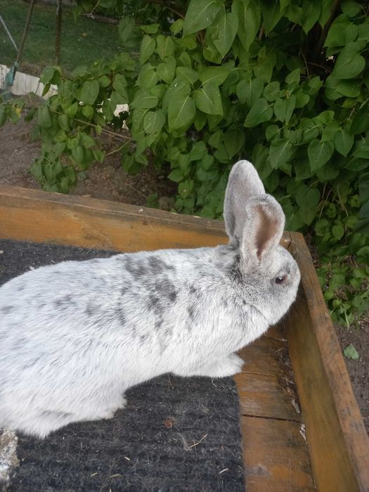 Króliki rasy WJS