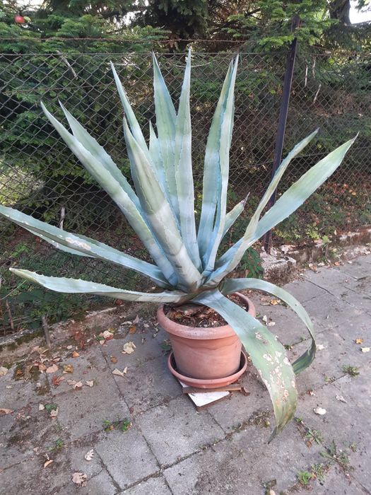 Aloes Agawa ogromny