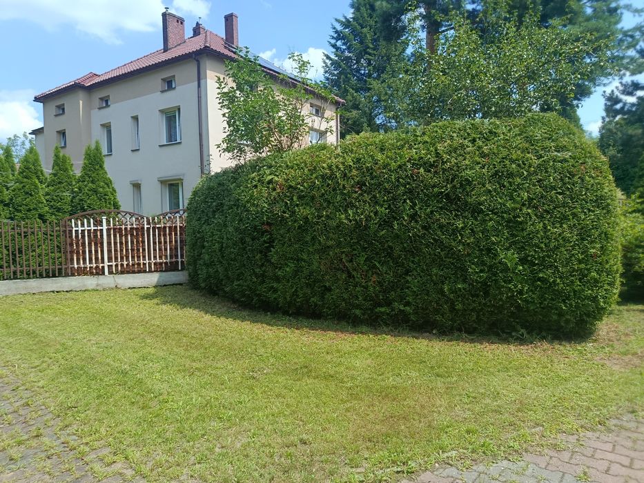 Pielęgnacja ogrodów - Tuje • Cięcia • Koszenie / Dąbrowa Górnicza