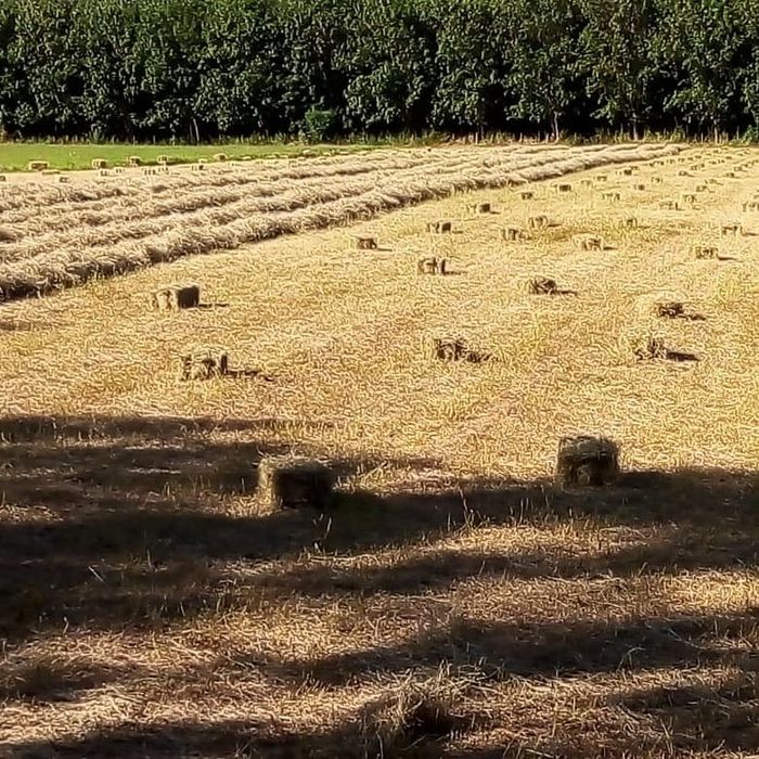 palha semeada muita boa qualidade 2025