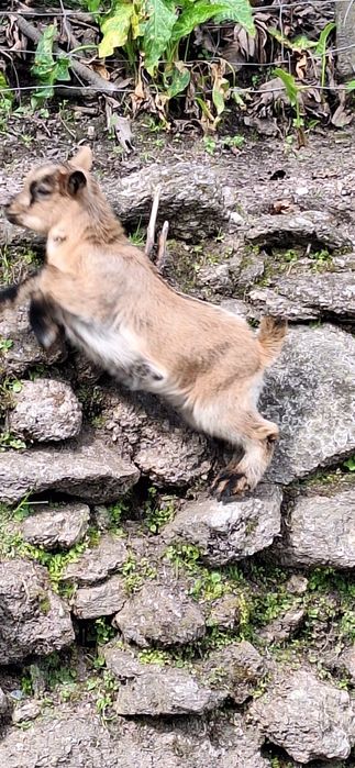 Cabras anãs  femeas
