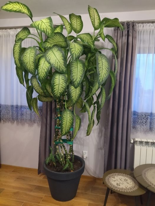 Diffenbachia. Duży kwiatek. Kwiat do salonu