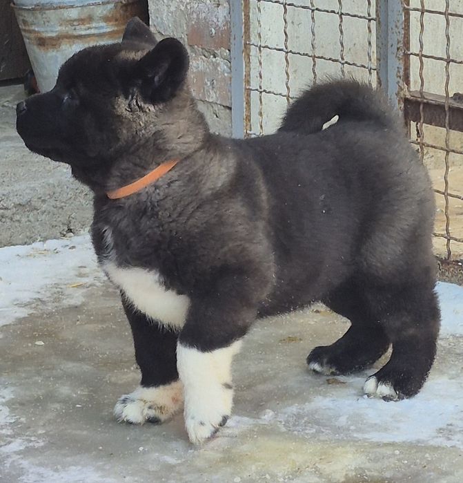 Американська Акіта є доставка