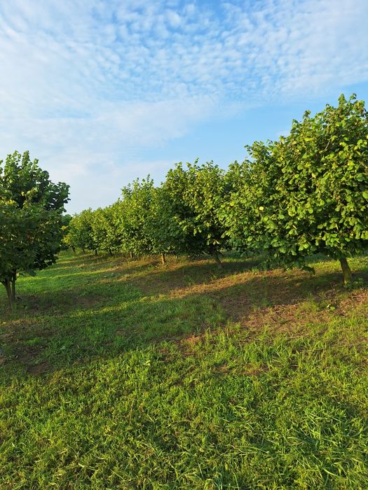 Plantacja orzecha laskowego