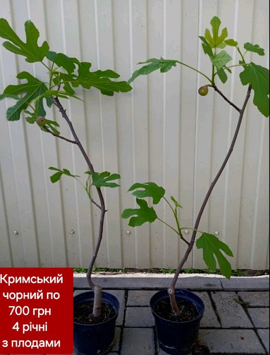Інжири різних сортів  і віку.
