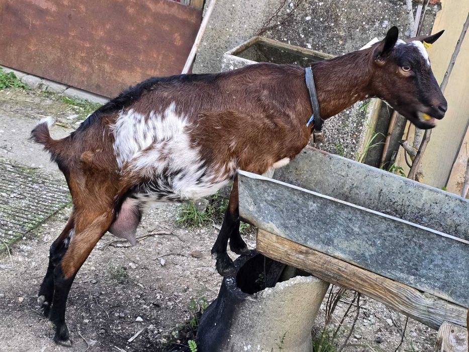 Vendo cabras adultas