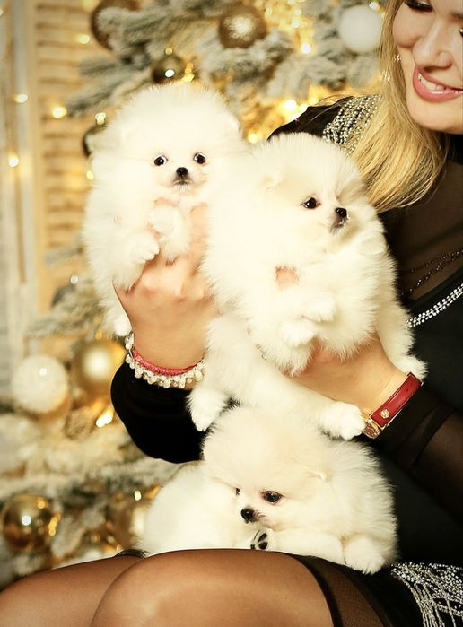 Exclusive VIP лакшері mini білі цуценята померанські шпіци ведмедики!