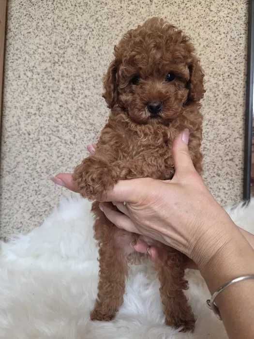 Poodle red disponível