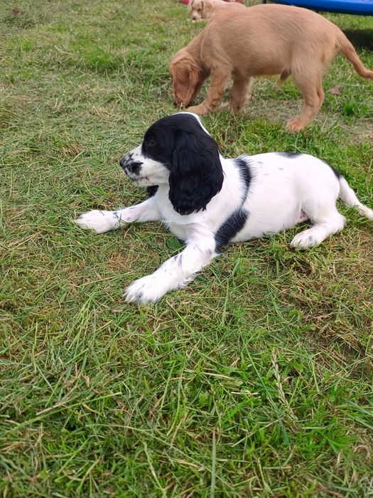 Cocker spaniel angielski piesek