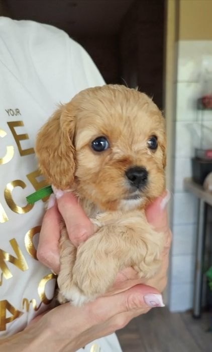 Cavapoo pieski.!