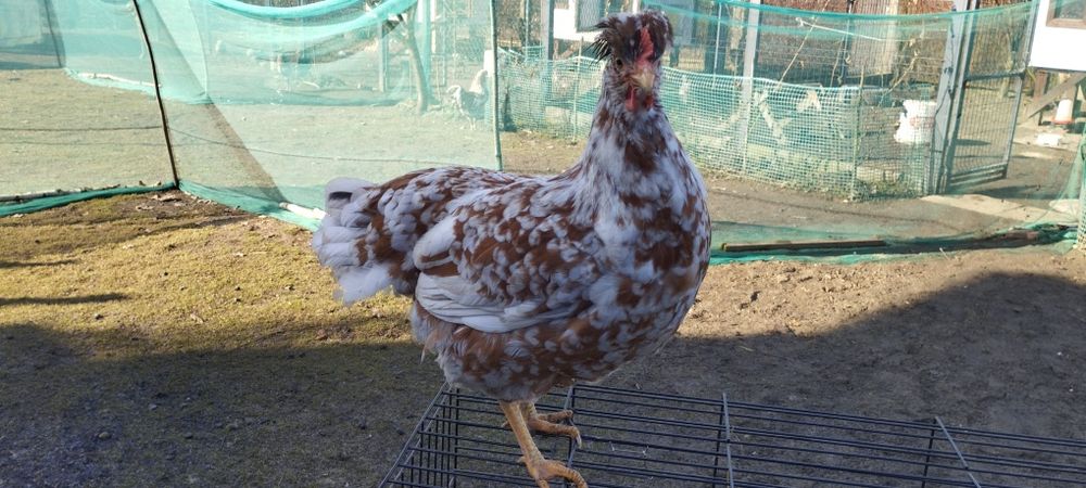 Kury - Czubatka Staropolska,Brahma