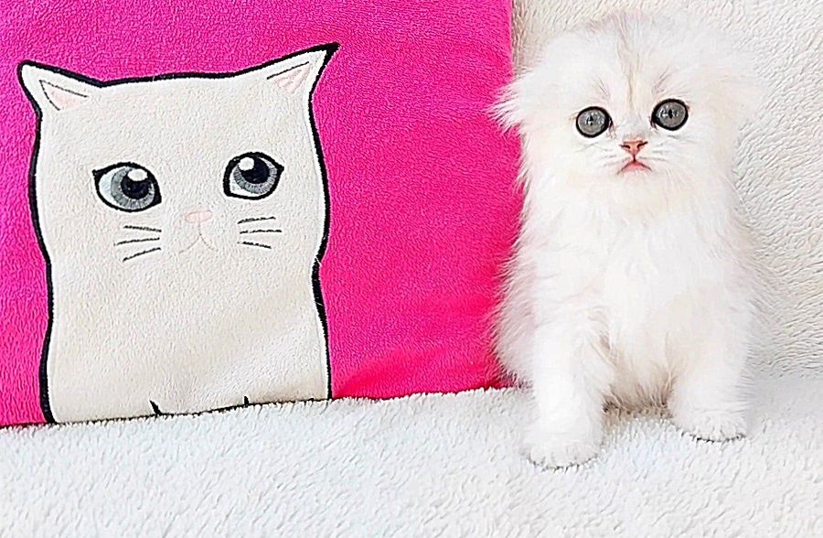 Дівчинка куколка Срібна красунечка