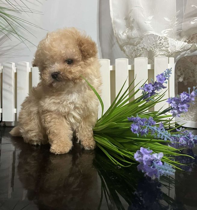 Іграшковий цуцик породи мальтіпу