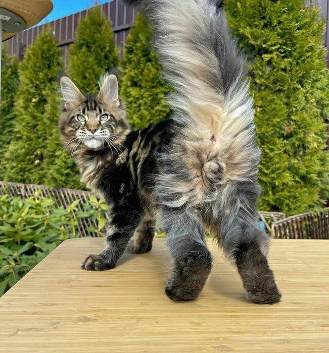 Мейнкун кошенята, Mainecoon