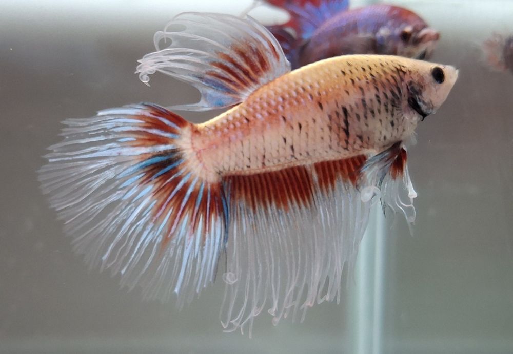 Machos peixe Betta apenas 5€