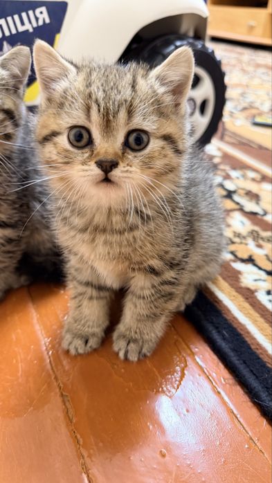 Шотландські кошенята
