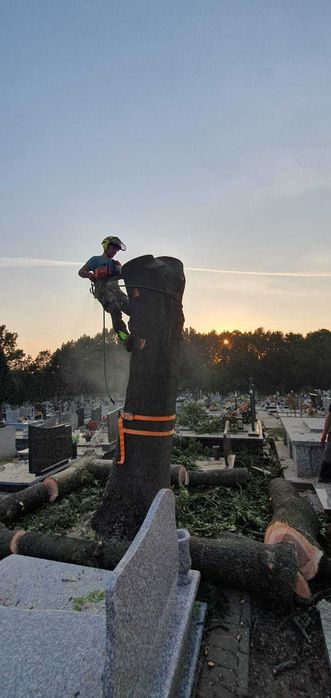 Wycinka drzew, rębak, frezowanie pni, mobilny tartak, trak