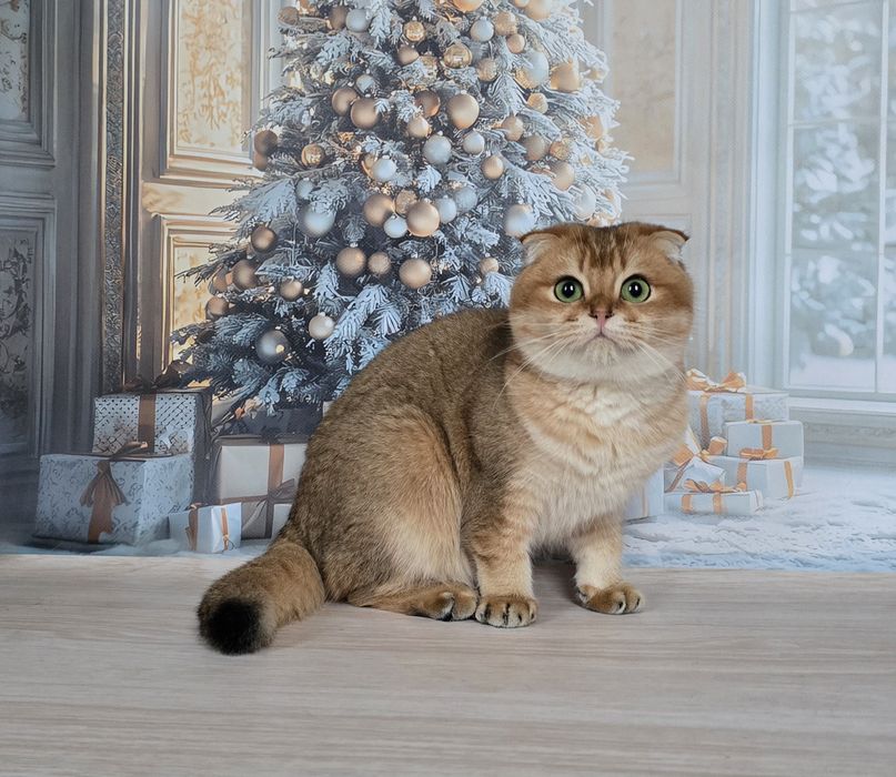 Зеленоглазая фолдочка