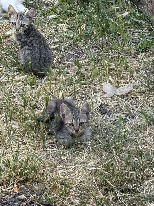 Віддам у добрі руки малюків
