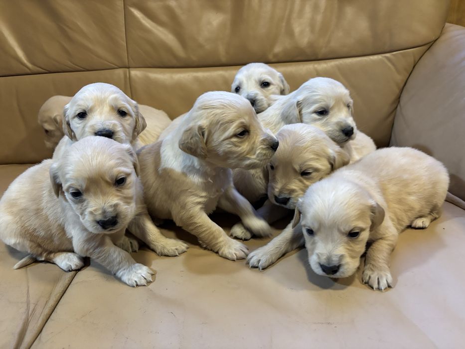 Цуценята золотистого ретривера