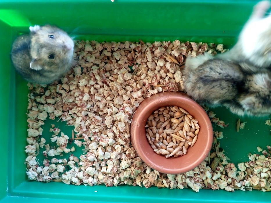 Джунгарский хомяк