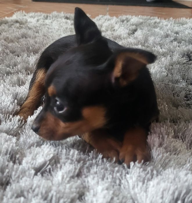 Pincher meiginho