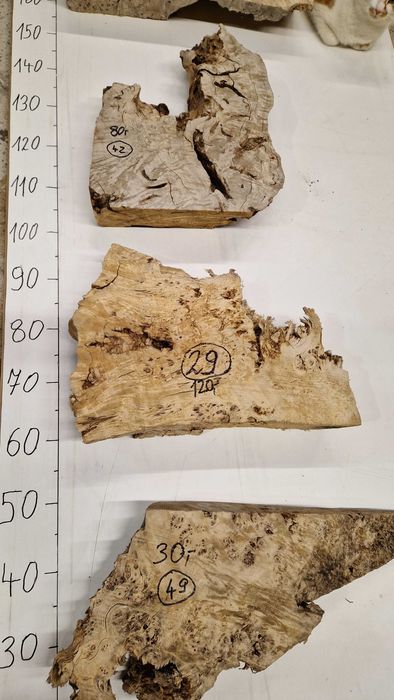 Nr42 Czeczota topoli plaster rzeźba 3D