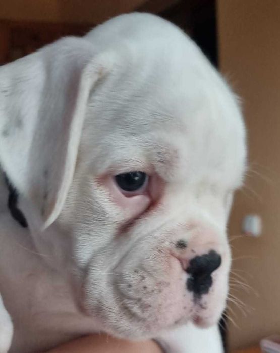 BOKSER - suczka ZKwP (FCI)