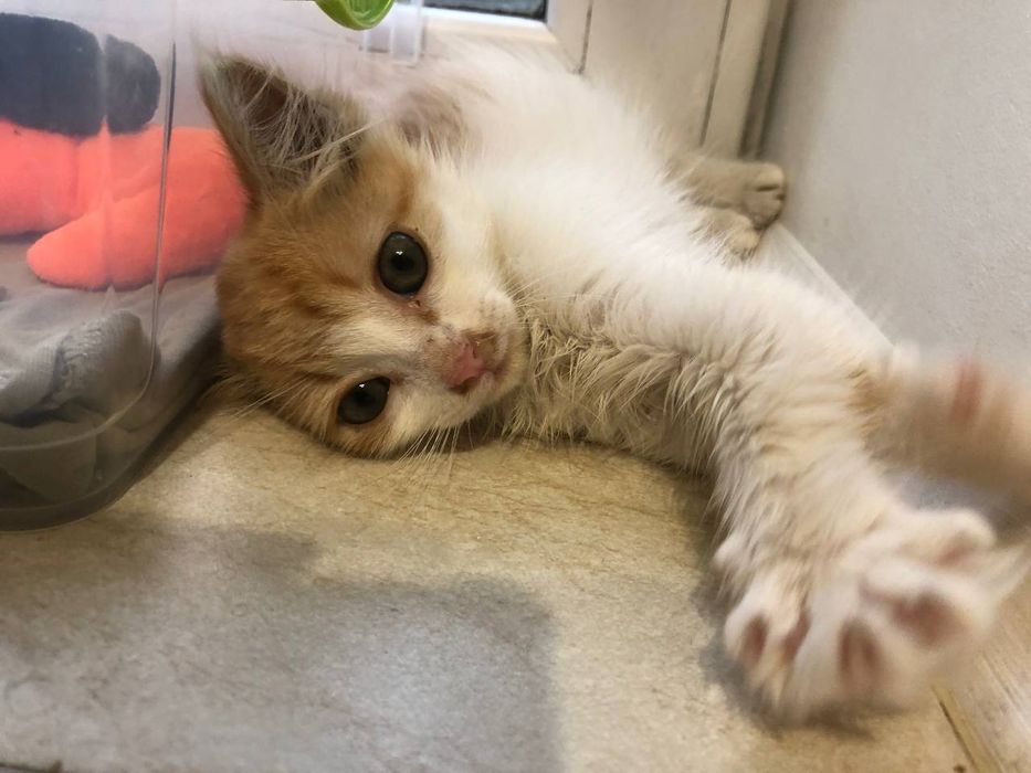 Віддам в добрі руки кошеня