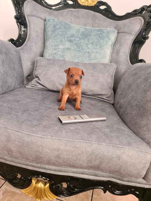 Pinscher miniatura
