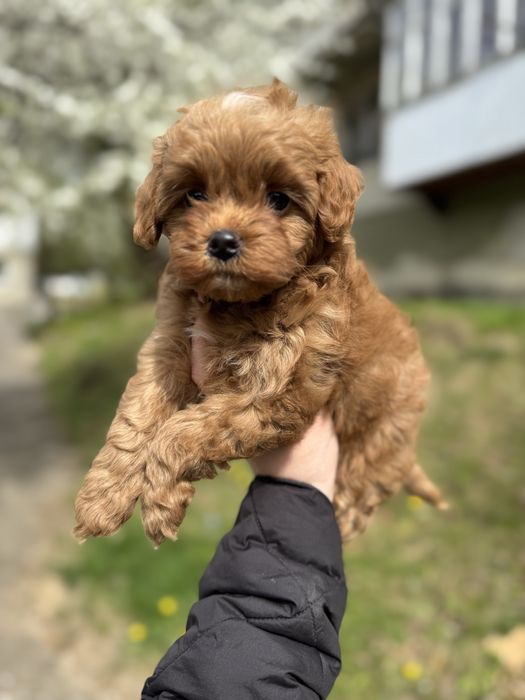 Хлопчик мальтипу