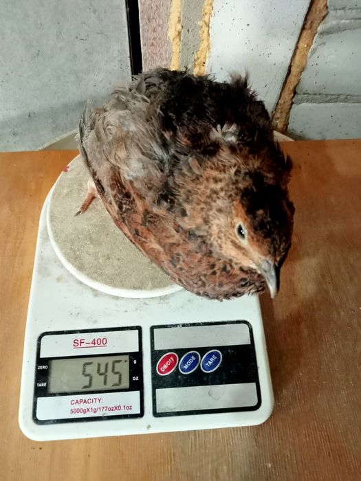 Перепілки добові, тижневі, двотижневі, несушкі. Яйця інкубаційні