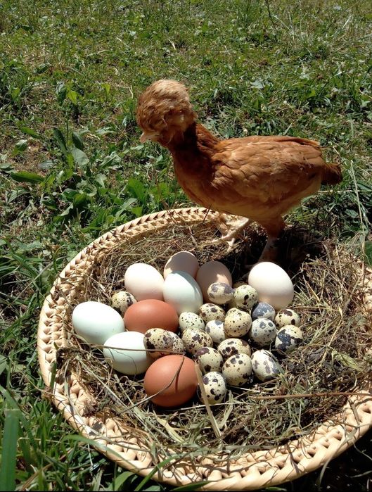 Noclegi Agroturystyka Pod Zamczyskiem  Sromowce Wyżne noclegi pieniny