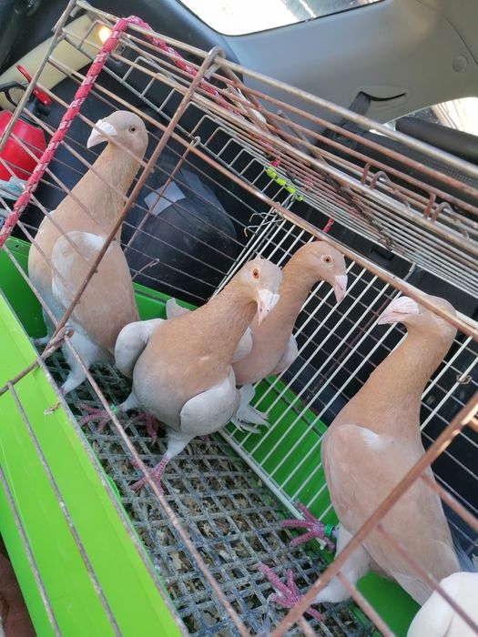 Gołębie rzeszowskie samica