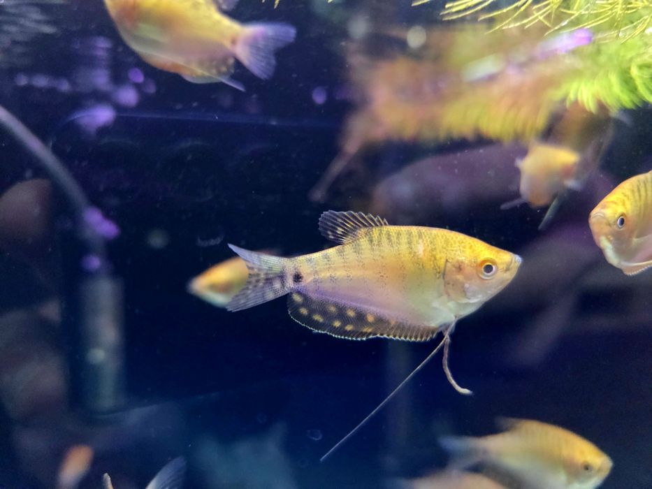 Gurami złote (Trichogaster trichopterus – odmiana złota)
