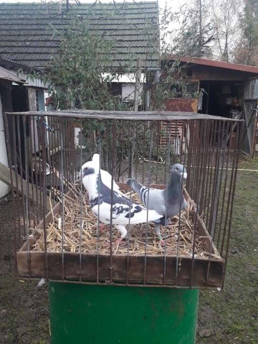 Gołąb wystawony niemiecki